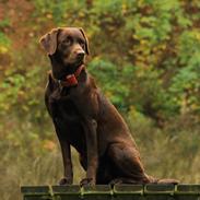 Labrador retriever Nougat