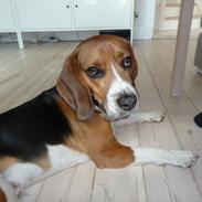 Blanding af racer Beagle/Basset - Walther