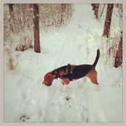 Blanding af racer Beagle/Basset - Walther