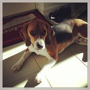 Blanding af racer Beagle/Basset - Walther