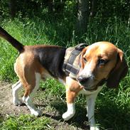 Blanding af racer Beagle/Basset - Walther