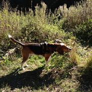 Blanding af racer Beagle/Basset - Walther