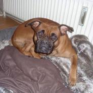 Boxer Lazy