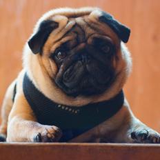 Mops Pelle