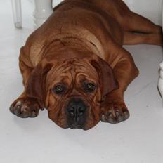 Dogue de bordeaux Hedvig
