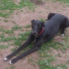 Greyhound Quiverhill Angel (Cille)