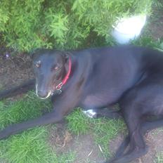 Greyhound Quiverhill Angel (Cille)