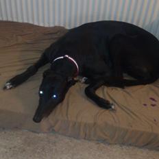 Greyhound Quiverhill Angel (Cille)