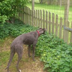 Greyhound Betty Blue