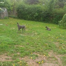 Greyhound Betty Blue