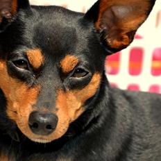 Dvaergpinscher Asta