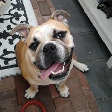 Engelsk bulldog Otto