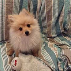 Pomeranian Topsy's Lasko