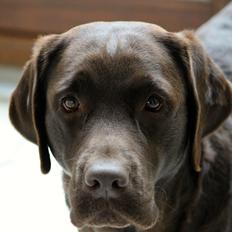 Labrador retriever Lab Luna´s Enestående Liva