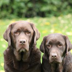 Labrador retriever LabLunas Buldrende Bufas (Ludvig)
