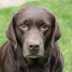 Labrador retriever Lab Luna´s Avra for Laura