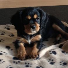 Cavalier king charles spaniel Siff