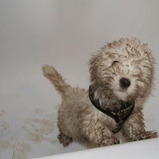 Coton de tulear Napoleon Louis