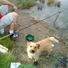 Cairn terrier Cæsar