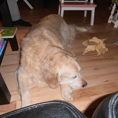 Golden retriever Wikkegaards Bea