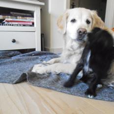 Golden retriever Wikkegaards Bea