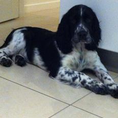 Engelsk springer spaniel Keira