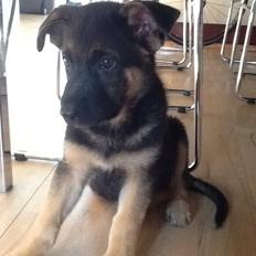 Schæferhund Kenzo