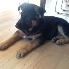 Schæferhund Kenzo