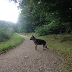 Schæferhund Kenzo