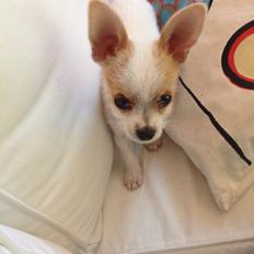 Blanding af racer Diva 3mdr gammel:-)