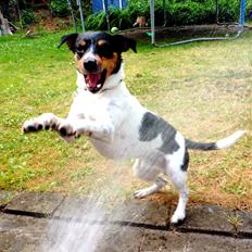 Dansk svensk gaardhund Fister (himmelhund) 