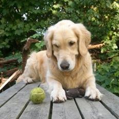 Golden retriever Filippa aka Alma