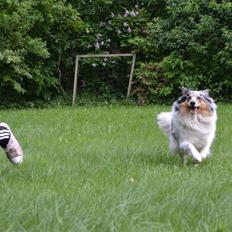 Shetland sheepdog Lassie