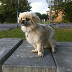 Tibetansk spaniel Sorba
