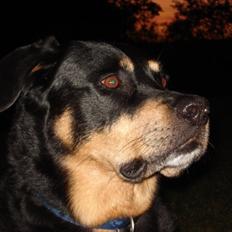 Blanding af racer Chico R.I.P 5/12/2011 :´(