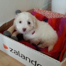 Coton de tulear Buffy