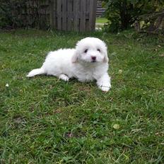 Coton de tulear Buffy