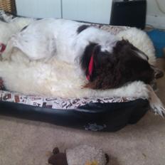 Field Trial spaniel Sejstrups Soffi