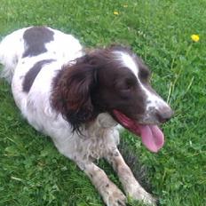 Field Trial spaniel Sejstrups Soffi