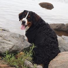 Berner sennenhund Maggie