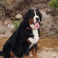 Berner sennenhund Maggie