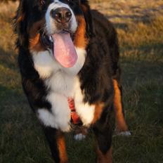 Berner sennenhund Maggie