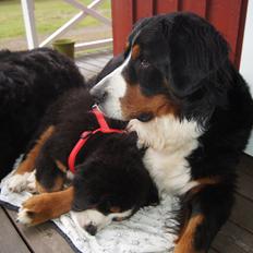 Berner sennenhund Bella