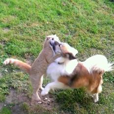 Islandsk fårehund Kenzo