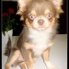 Chihuahua buff