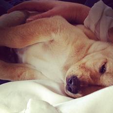 Labrador retriever Carlos