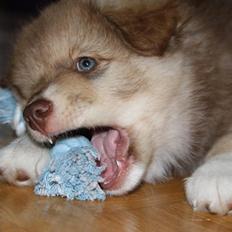 Finsk lapphund Elvis