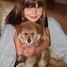 Finsk lapphund Elvis