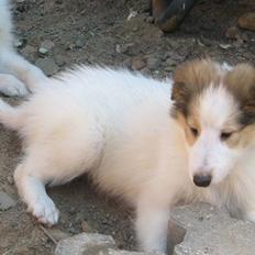 Collie langhåret Daysi