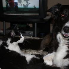 Blanding af racer Klunte-Hunden